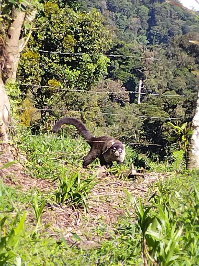 Hospedaje Bosque Del Rio Monteverde Eksteriør billede