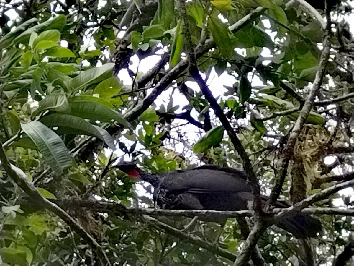 Hospedaje Bosque Del Rio Monteverde Eksteriør billede